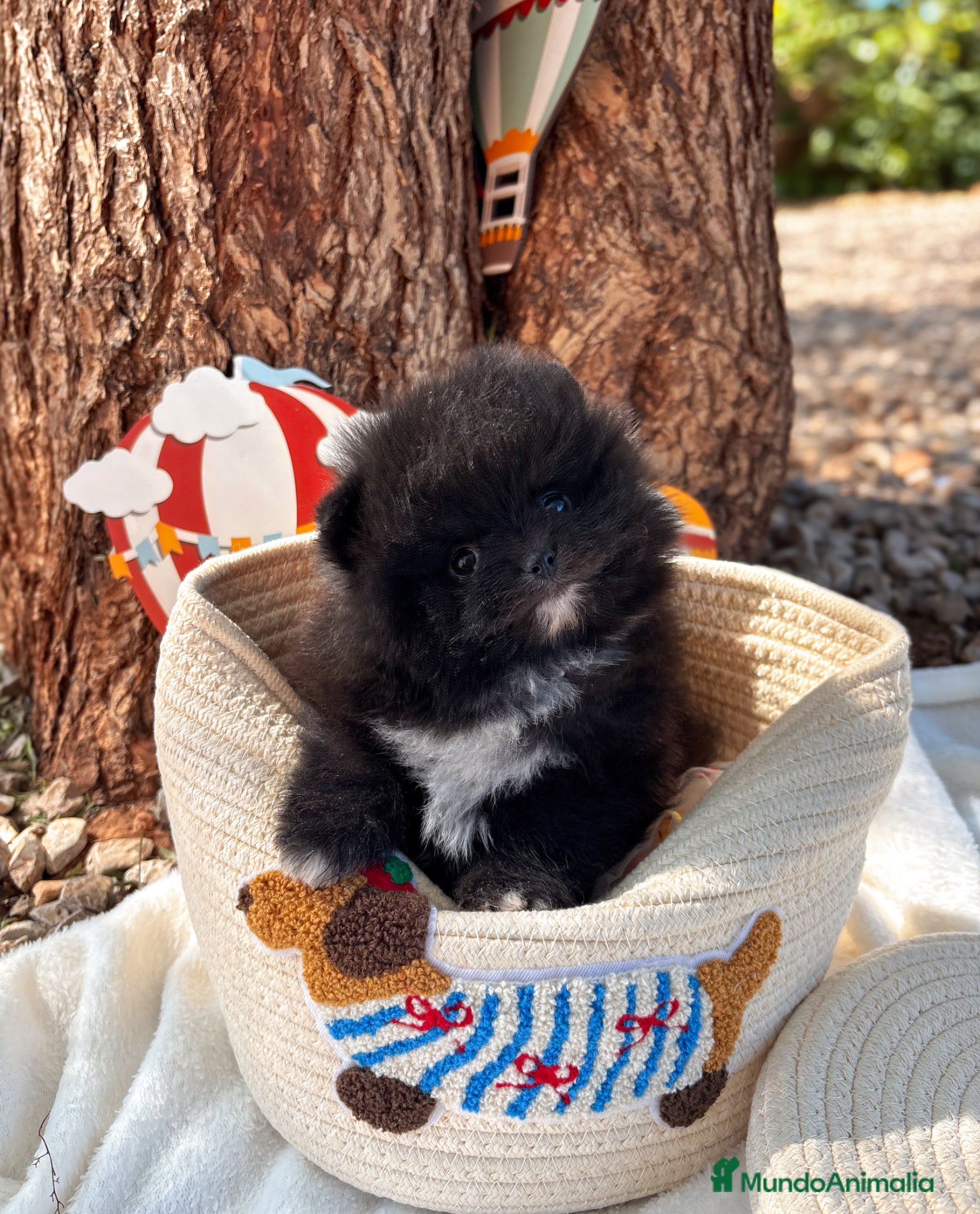 Pomerania perros Lulú de Pomerania - Anuncio 2