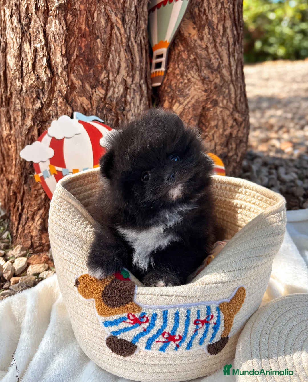 Pomerania perros en venta: Lulú de Pomerania - Anuncio 2