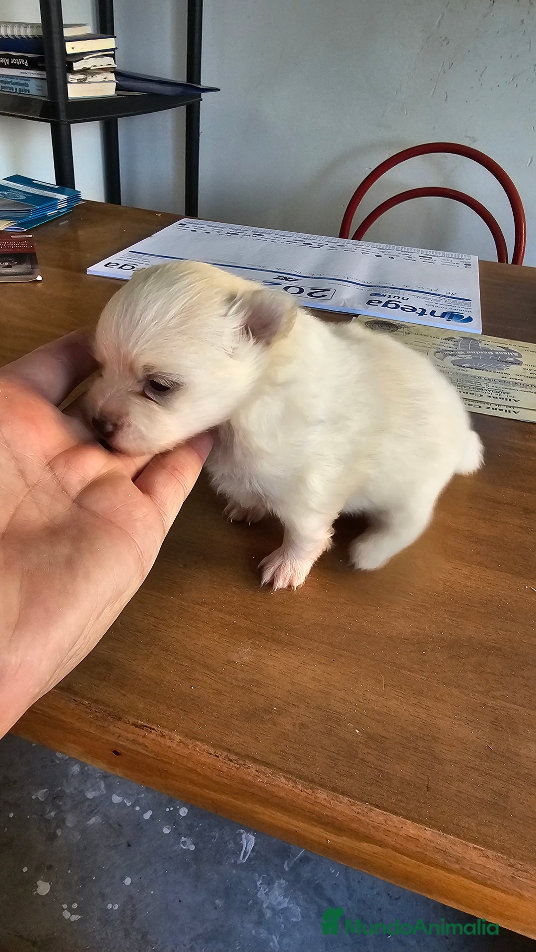 Pomerania perros en venta: Espectaculares Pomerania - Imagen 7