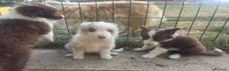 Border Collie perros en venta: Border collie - Anuncio 5