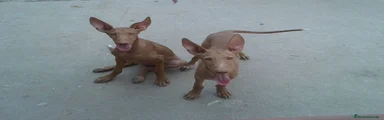 Podenco Canario 2