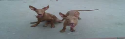 Podenco Canario perros en venta: PODENCOS CANARIOS de selección  - Anuncio 3
