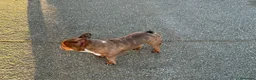 Bulldog Francés perros en venta: Bulldog francés  - Anuncio 5