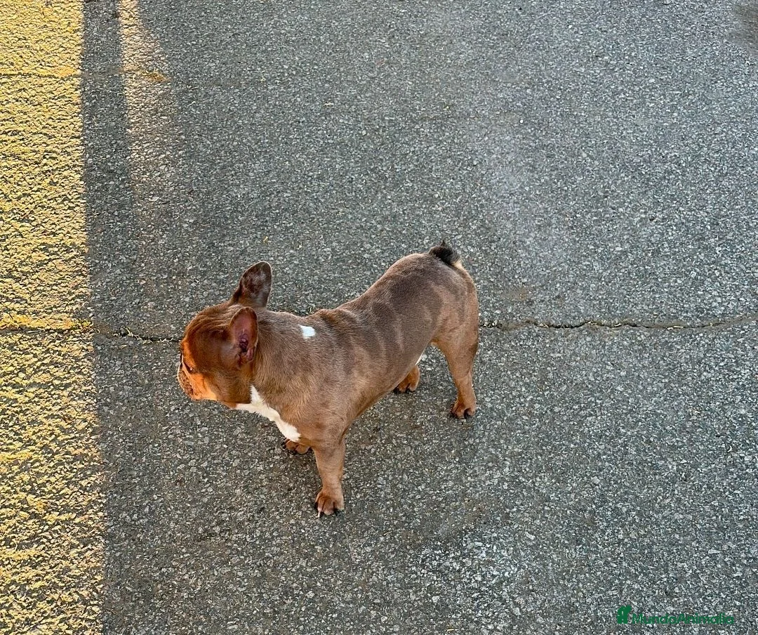Bulldog Francés perros en venta: Bulldog francés  - Anuncio 5