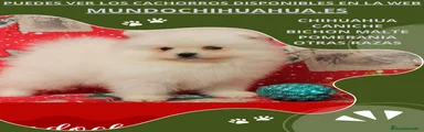 Pomerania 2