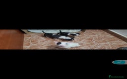 Bull Terrier perros en venta: Bullterrier mini - Anuncio 7