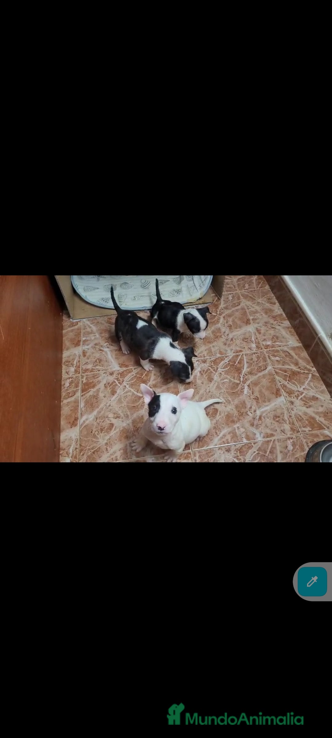 Bull Terrier perros en venta: Bullterrier mini - Anuncio 7