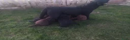 Labrador Retriever perros en venta: Labradores negros - Anuncio 3