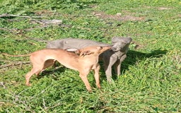 Whippet perros en venta: Whippet  - Imagen 26