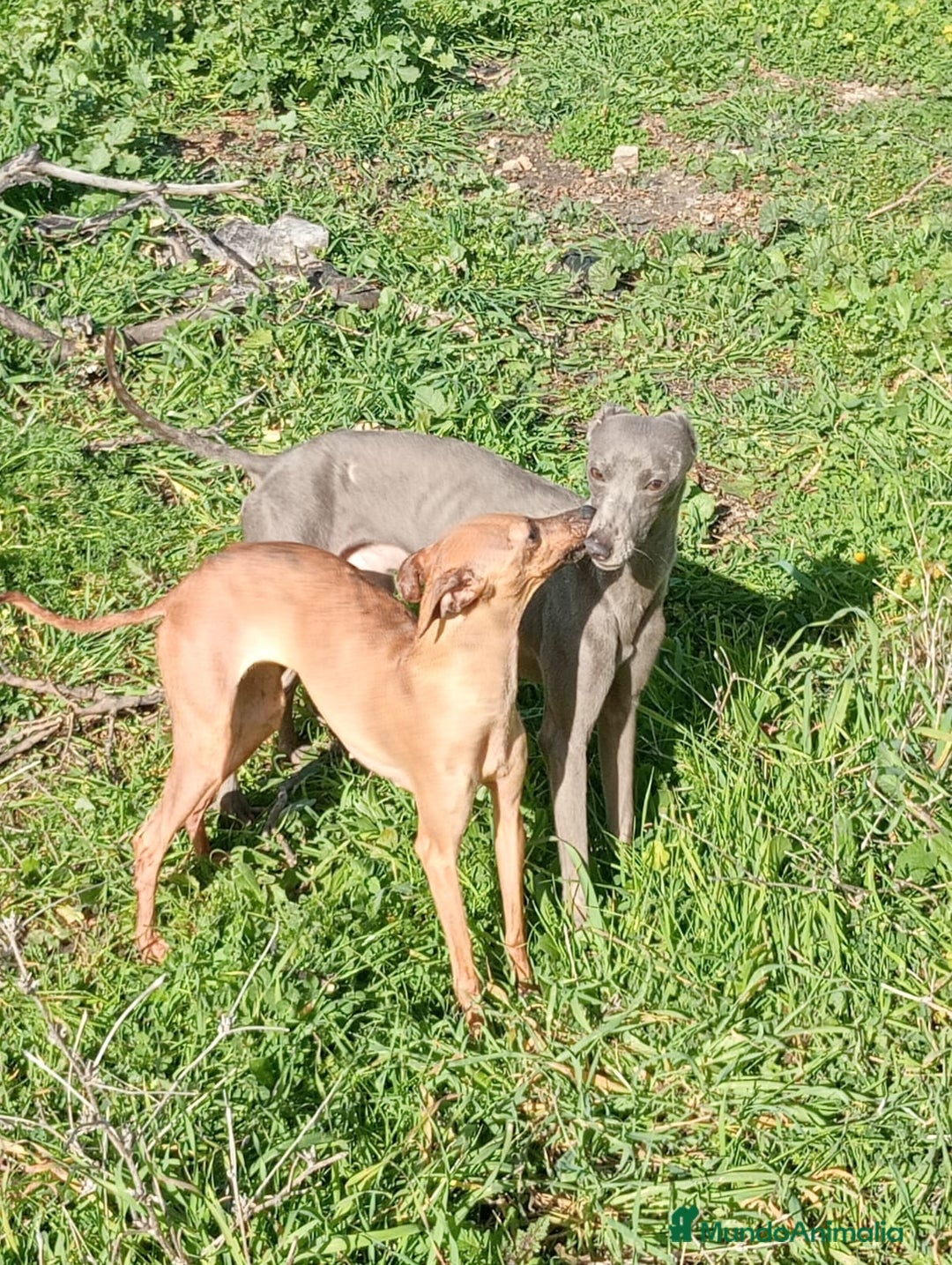 Whippet perros en venta: Whippet  - Imagen 26