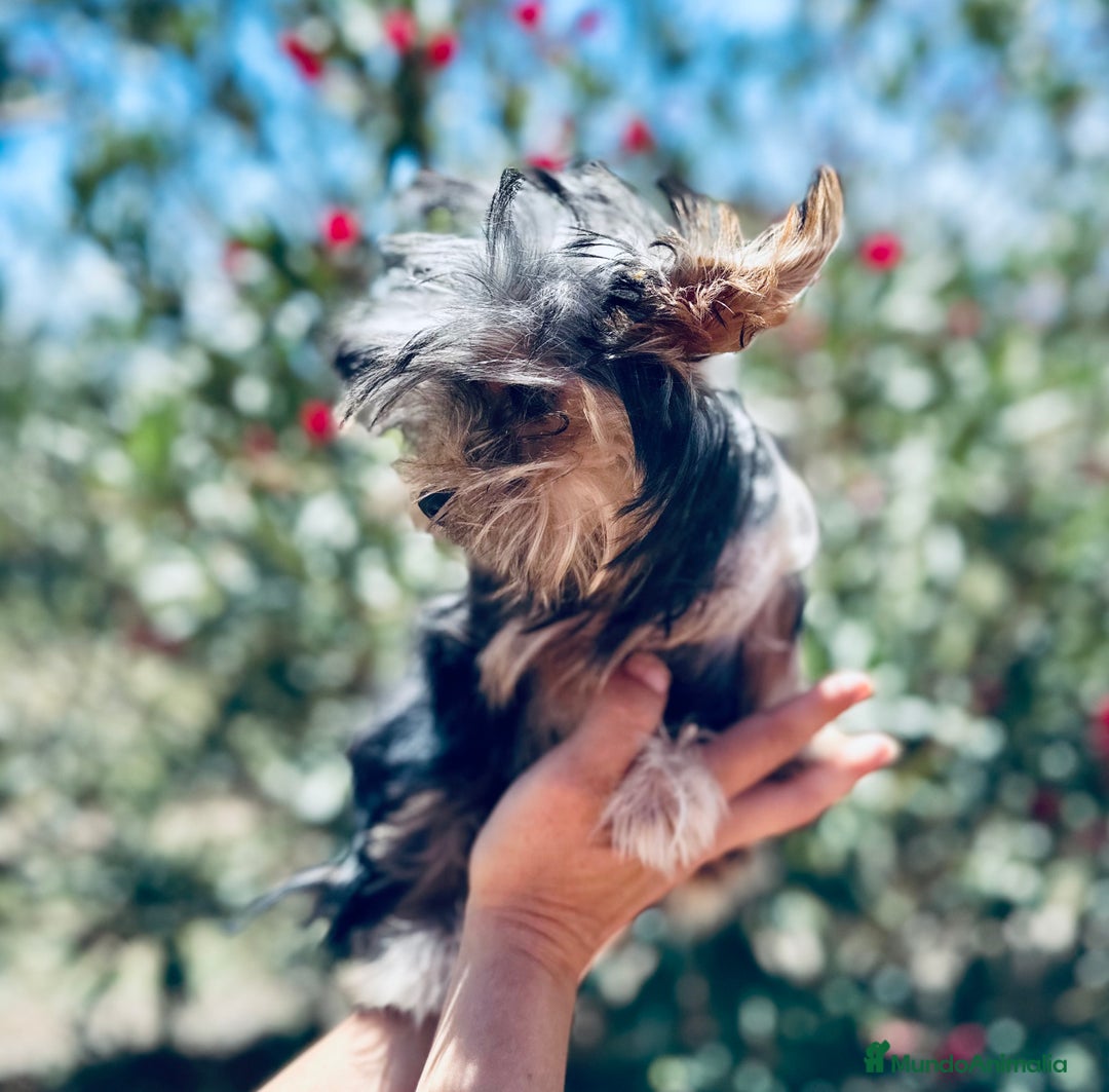 Yorkshire Terrier perros en venta: YORKSHIRE TOY HEMBRITA  - Imagen 4