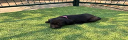Labrador Retriever perros en venta: LABRADOR - Anuncio 14