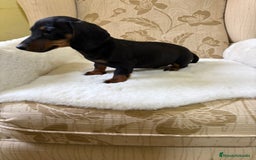 Teckel Miniatura perros en venta: Teckel miniatura varios colores  - Imagen 10