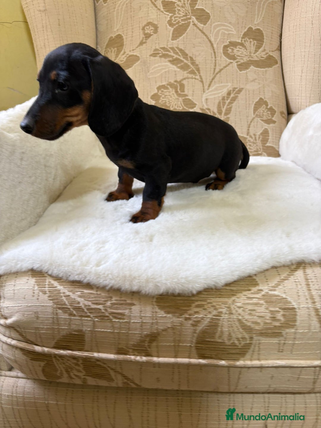 Teckel Miniatura perros en venta: Teckel miniatura varios colores  - Imagen 10