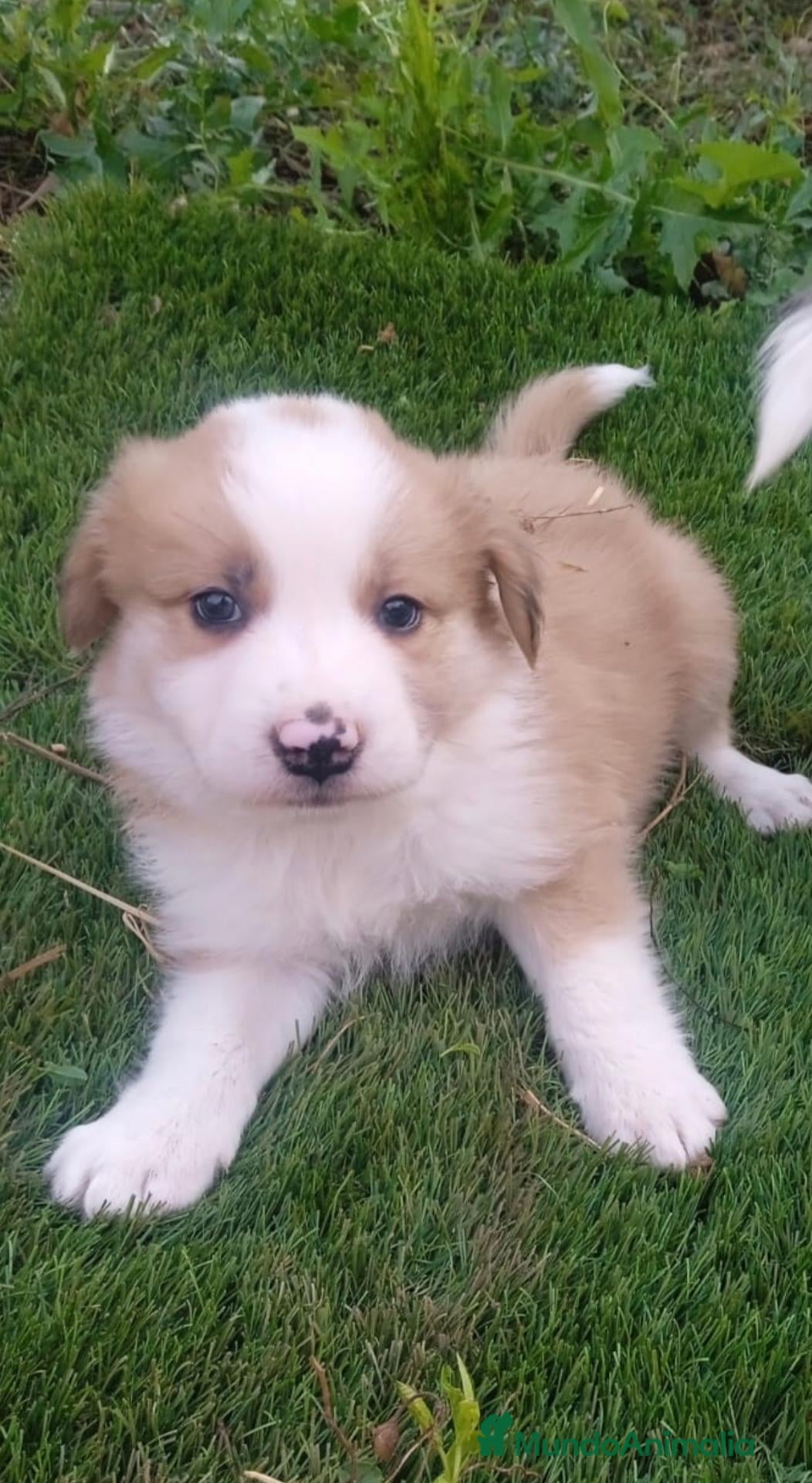 Border Collie perros Preciso border collie de belleza - Anuncio 1
