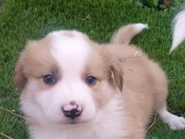 Border Collie perros Preciso border collie de belleza - Anuncio 1