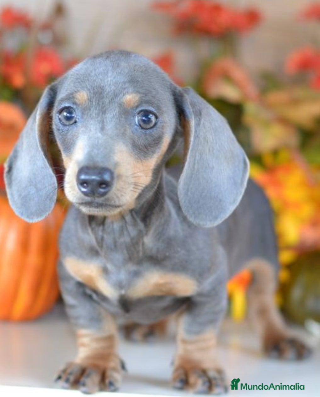 Teckel Miniatura perros Teckel blue y negro fuego - Anuncio 14