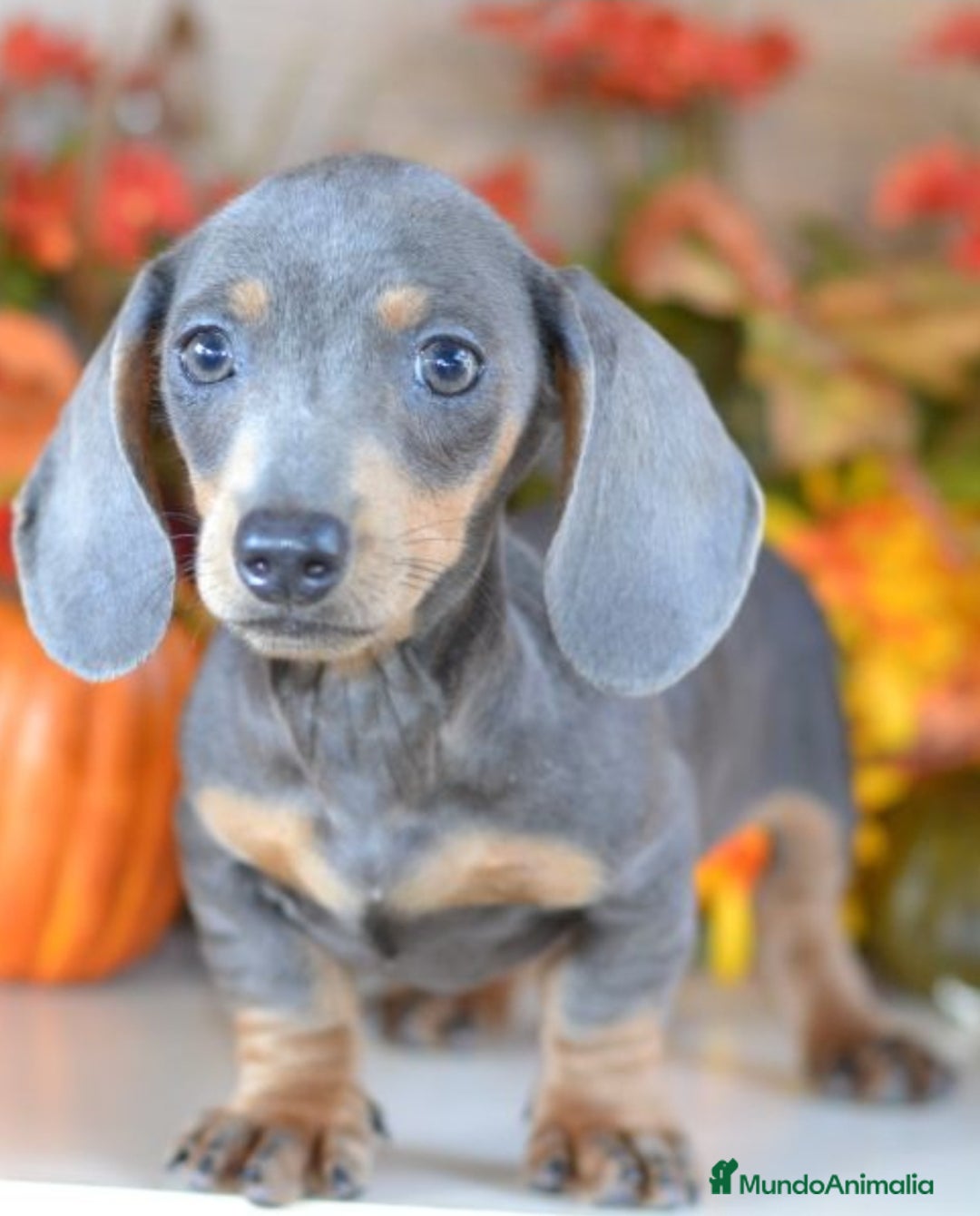Teckel Miniatura perros en venta: Teckel blue y negro fuego - Imagen 1