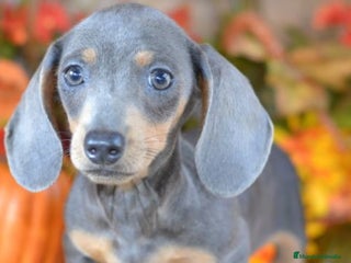 Teckel Miniatura perros Teckel blue y negro fuego - Anuncio 8