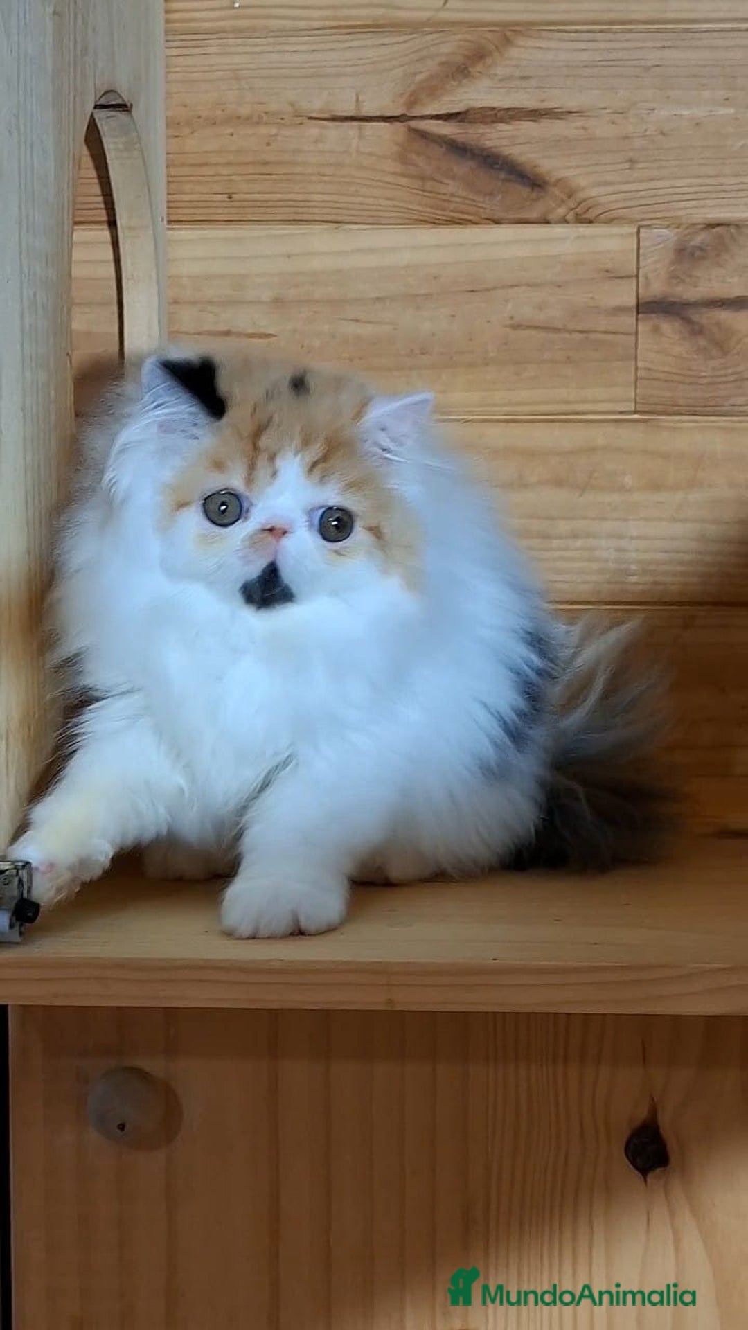 Persa gatos en venta: Preciosa Gata persa - Anuncio 3