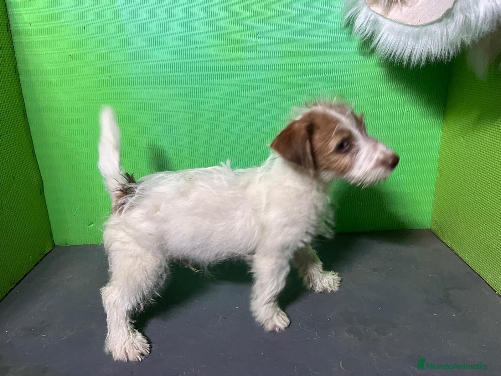 Jack Russell Terrier perros Excelente cachorro Jack Russell  - Anuncio 1