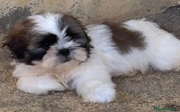 Shih Tzu perros en venta: CACHORRITOS DE SHIH TZU - Imagen 3