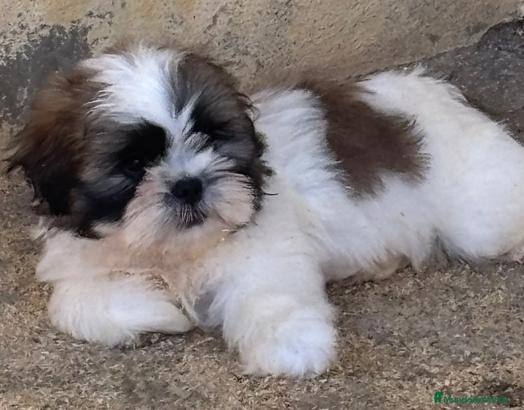 Shih Tzu perros en venta: CACHORRITOS DE SHIH TZU - Imagen 3