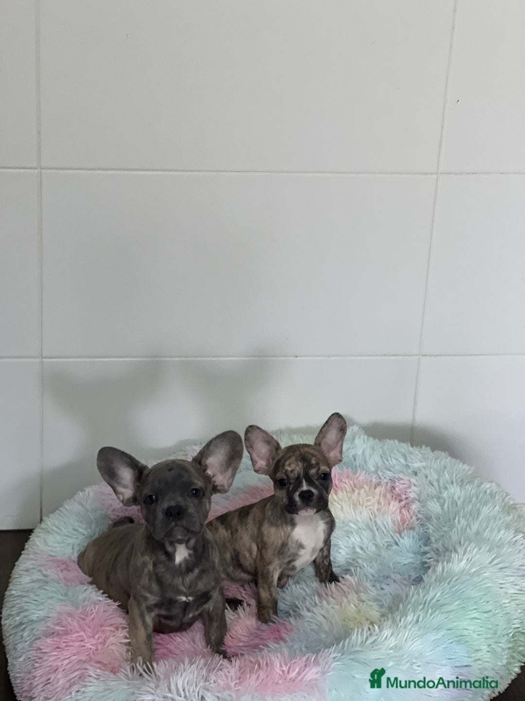 Bulldog Francés perros en venta: Bulldog Francés  - Imagen 2
