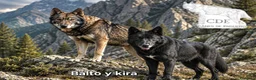 Perro Lobo Checoslovaco perros en venta: Perro lobo/wolfdog  - Anuncio 1