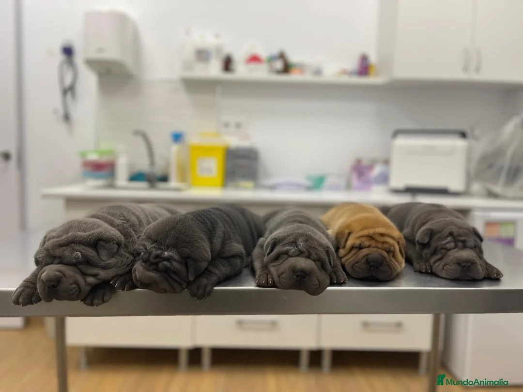Shar Pei perros en venta: SHAR PEI AZULES en Málaga - Anuncio 7