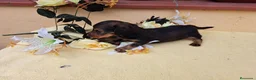 Teckel Miniatura perros en venta: Teckel de pelo largo - Anuncio 3