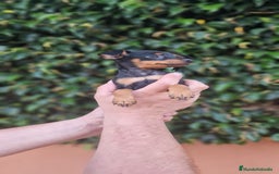 Pinscher Miniatura perros en venta: MINI PINCHER TOY - Imagen 6