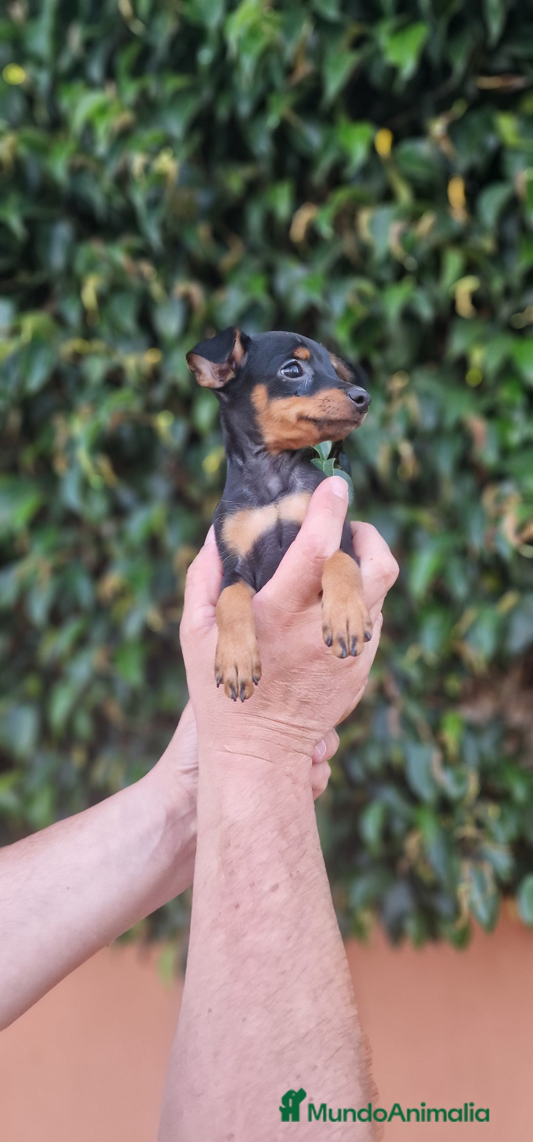 Pinscher Miniatura perros en venta: MINI PINCHER TOY - Imagen 6