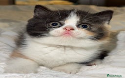 Británico de Pelo Corto gatos en venta: cachorro British  - Imagen 2