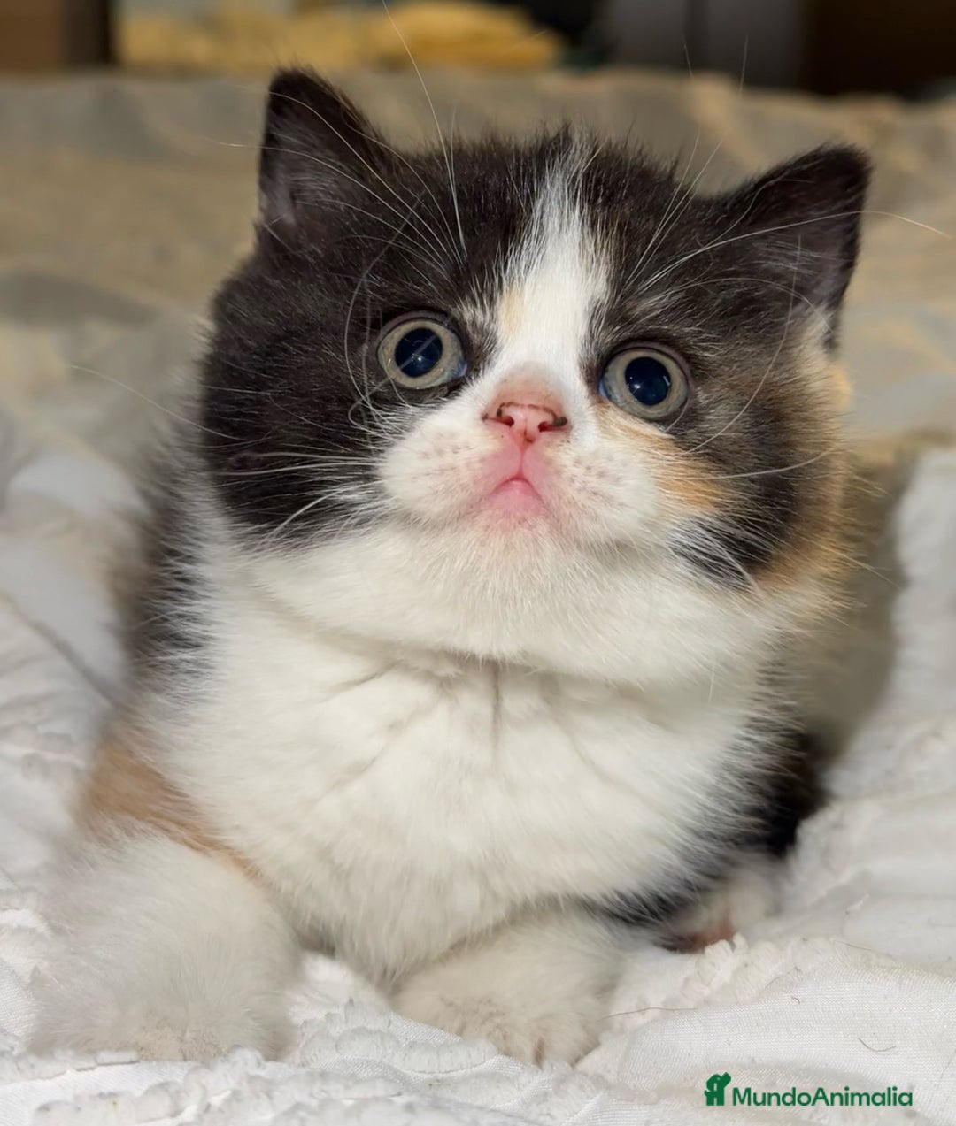 Británico de Pelo Corto gatos en venta: cachorro British  - Imagen 2
