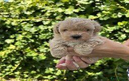 Maltipoo perros en venta: maltipoo - Imagen 5