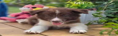 Border Collie 1