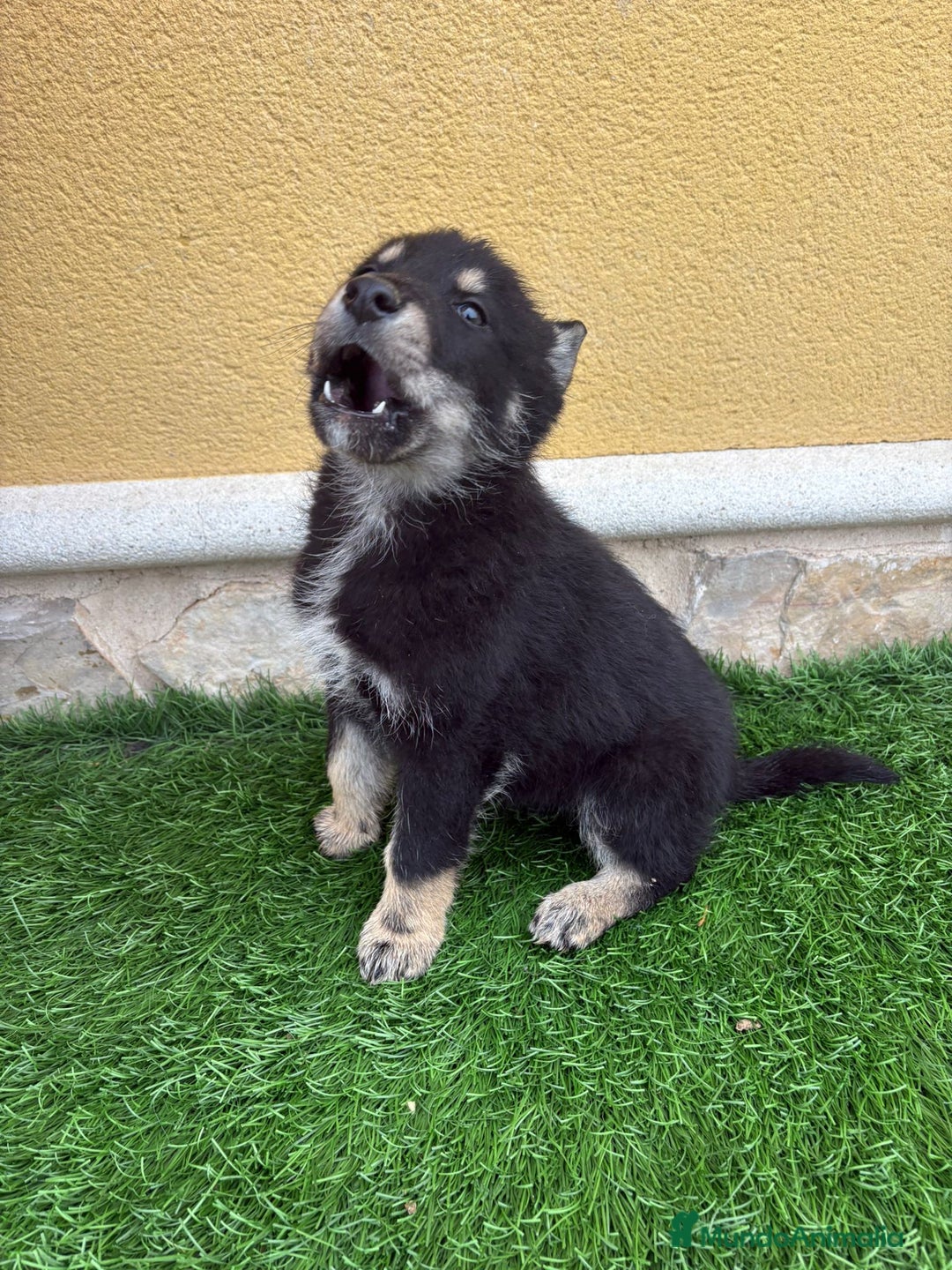 Perro Lobo de Saarloos perros en venta: Camada de Perro lobo Iberico impresionantes  - Anuncio 26