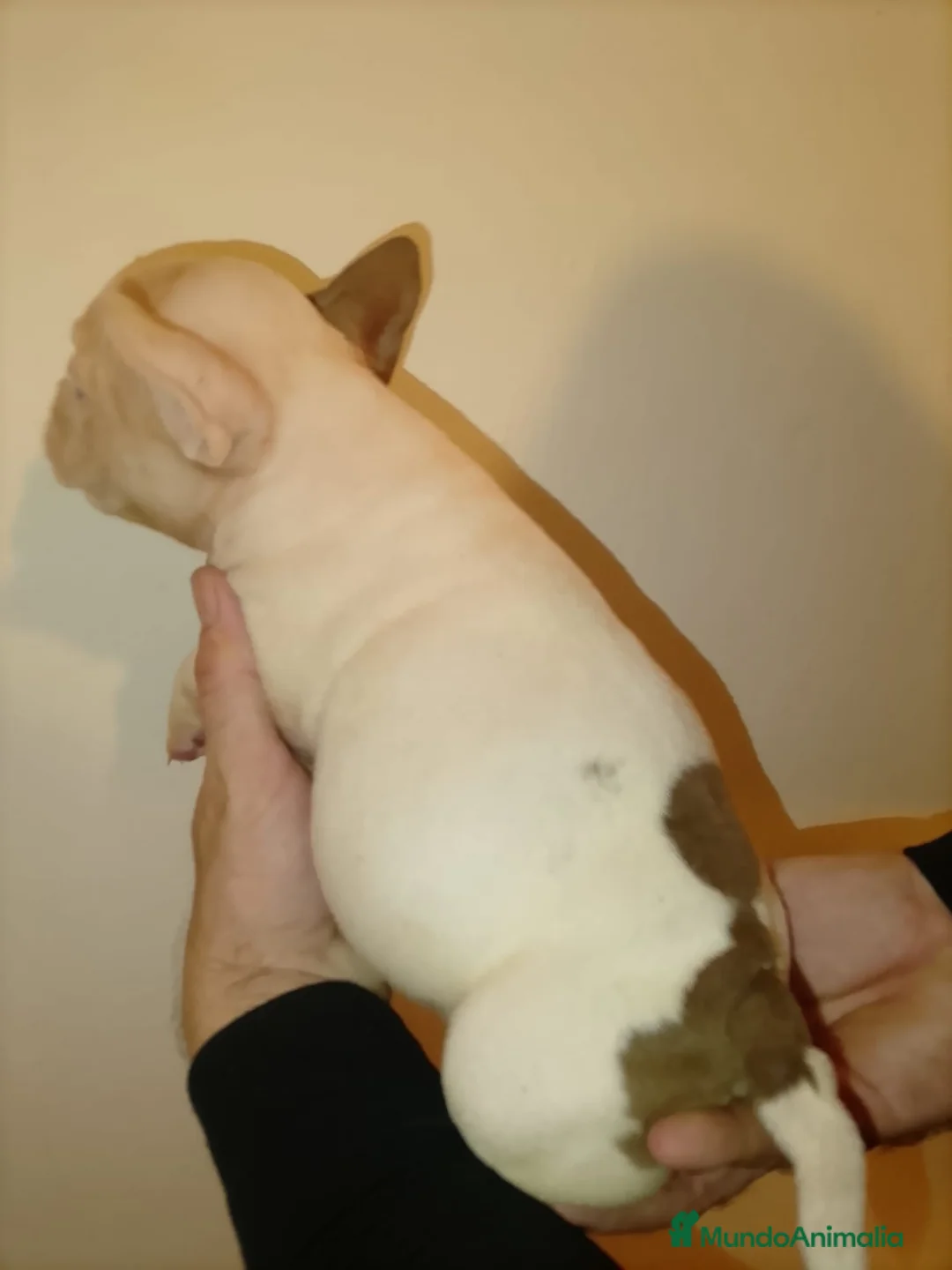 American Bully perros en venta: American bully pocket  - Anuncio 7