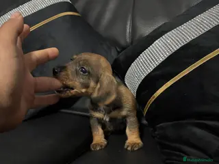 Teckel perros Disponible teckel color jabalí - Anuncio 2