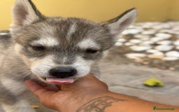Husky Siberiano perros en venta: Siberian husky camada - Imagen 7