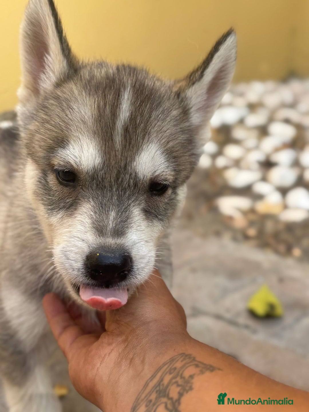 Husky Siberiano perros en venta: Siberian husky camada - Imagen 7
