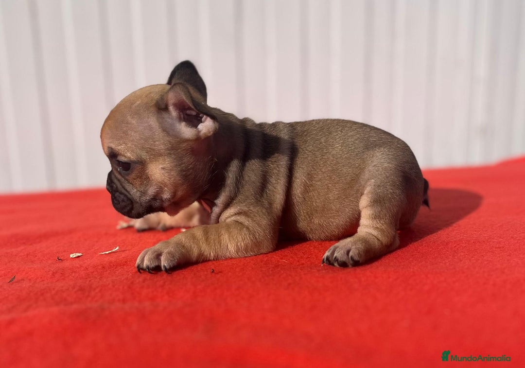 Bulldog Francés perros en venta: Bulldog Francés  - Anuncio 6