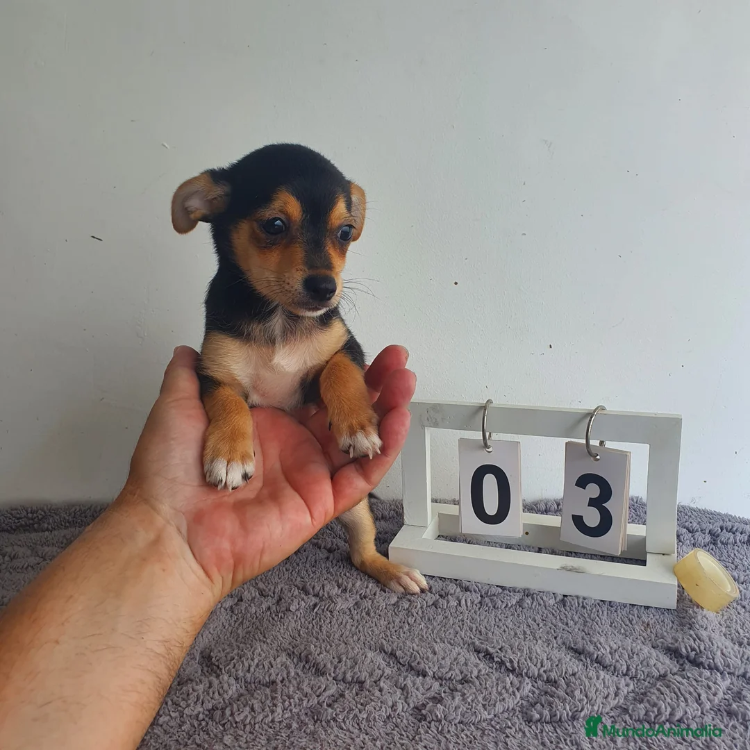 Chihuahua perros en venta: Chihuahua  - Anuncio 4
