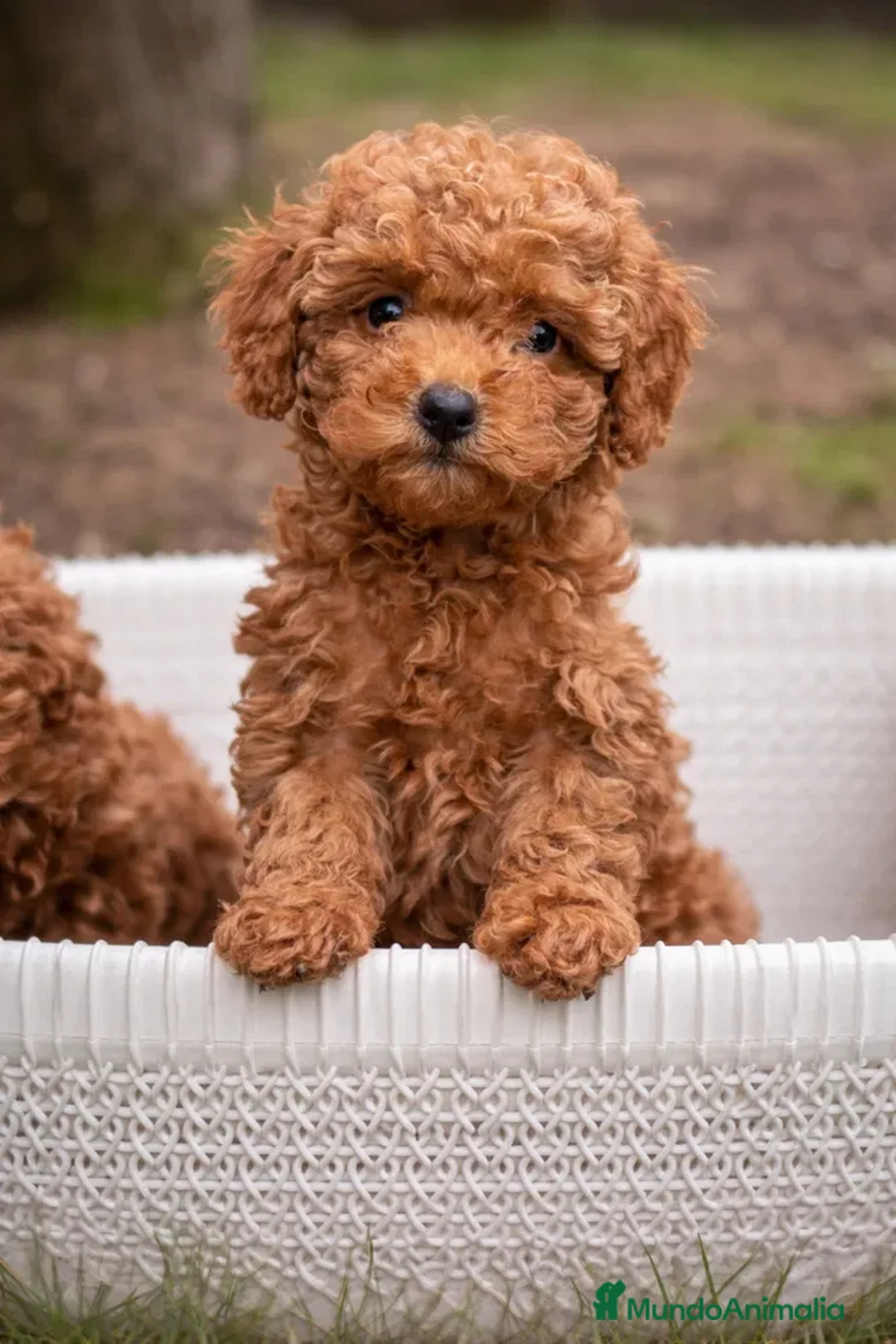 Caniche Toy perros en venta: caniche toy asiáticos - Anuncio 2