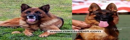 Pastor Alemán perros en venta: PASTOR ALEMAN ESPECTACULARES en Asturias - Anuncio 7