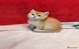 Británico de Pelo Corto gatos en venta: Monísimos British Golden  - Imagen 5