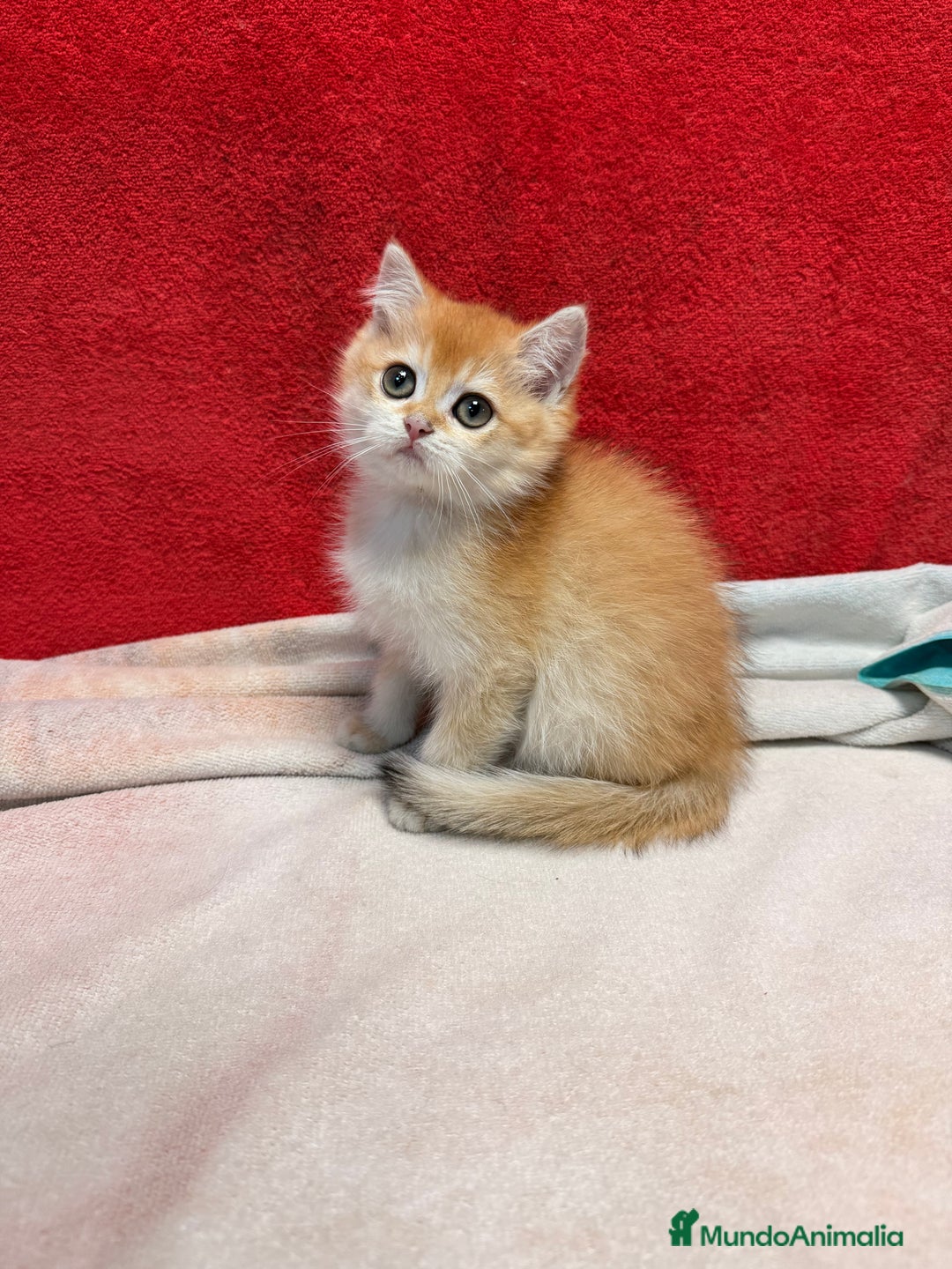 Británico de Pelo Corto gatos en venta: Monísimos British Golden  - Imagen 5