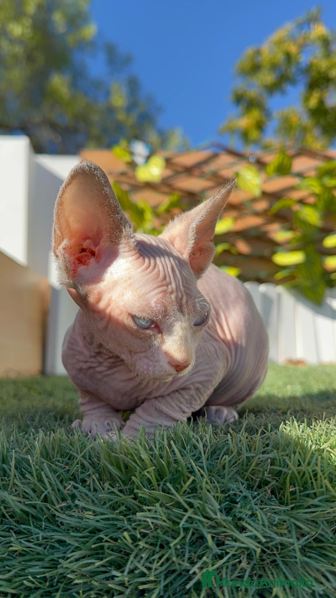 Sphynx gatos en venta: GATITAS SPHYNX - Anuncio 7
