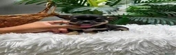 Chihuahua perros en venta: CHIHUAHUA 💙 - Anuncio 9